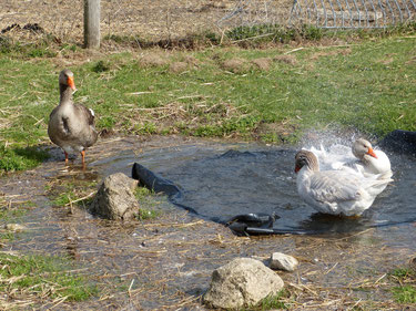 Die Gänse baden im Teich. Das Wasser spritzt nur so. Sie reinigen ihr gesamtes Gefieder. Dieses war insbesondere nach dem moantelangen Aufstallgebot nötig. Zwar hatten sie auch im Stall selbstverständlich stets Wasser, aber was ist ein Bottich gegen Teich