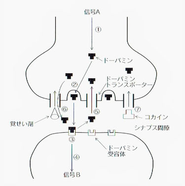 ドパミントランスポーター