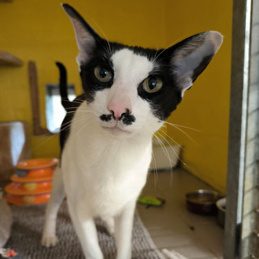 🐾 Oskar – Orientalischer Charmeur sucht Einzelplatz mit Freigang
