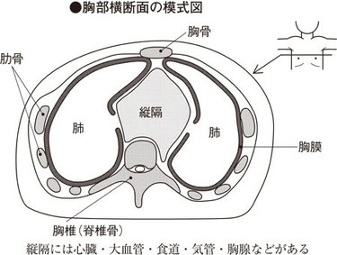 胸水貯留 / 長谷川動物病院