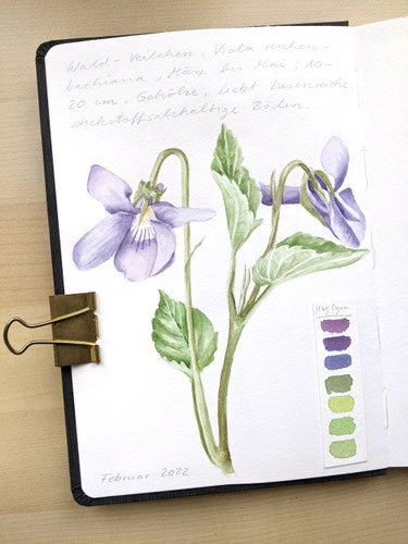 Aquarellstudie "Wald-Veilchen": Blüten und Blätter der Pflanze, sowie eine Farbpalette