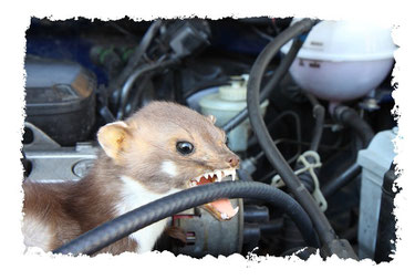 Marder im Motorraum des Autos Marderschaden Kühlschlauch 