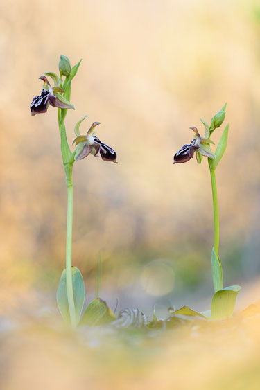 Ariadne-Ragwurz (Ophrys cretica ssp. ariadnae)