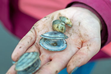 Eine Frau hält drei Muscheln auf ihrer Hand.