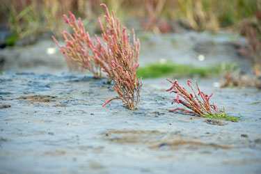 Rote Strandastern wachsen aus dem Wattboden. Der matschige Boden ist stellenwesie von Wasser bedeckt.