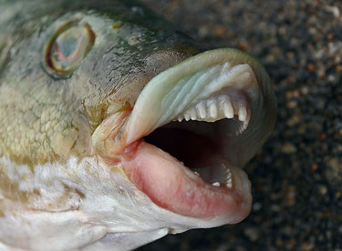 Vieille laissant voir ses dents.