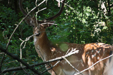 Damhirsch im Wald