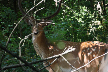 Damhirsch im Wald