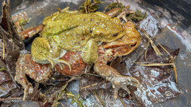 Feuersalamander - Foto: NABU/Jan Piecha