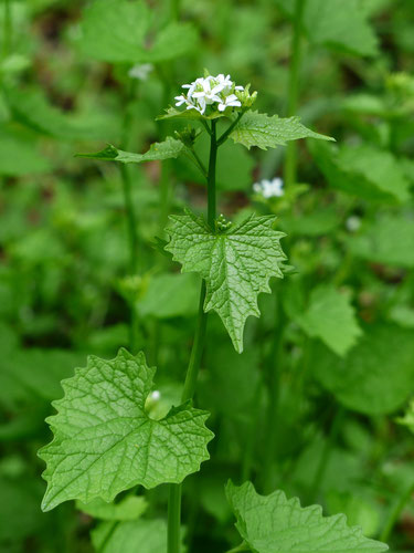 Knoblauchrauke