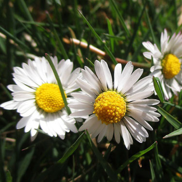 Gänseblümchen in der Wiese