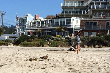 Ducks on Rio Del Mar Beach