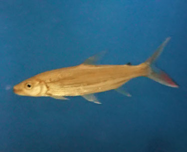 Hydrocynus goliath, Riesen-Tigersalmler - Shop-Zierfische-Komnino.de