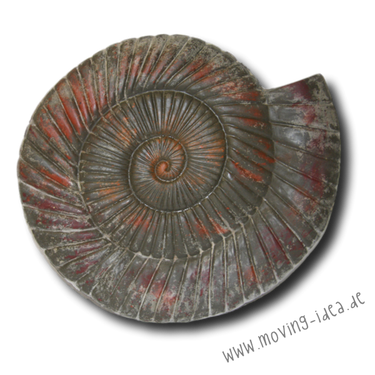 Betonform Schnecke - moving idea