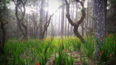 Taken in Llano Grande in the forest. Simple life and the nature's beauty. Here I remembered about my needs.