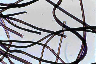 Fibre de Viscose (microscope optique)