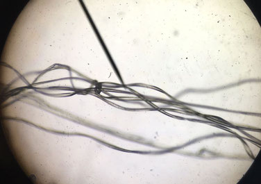 fibre lin microscope