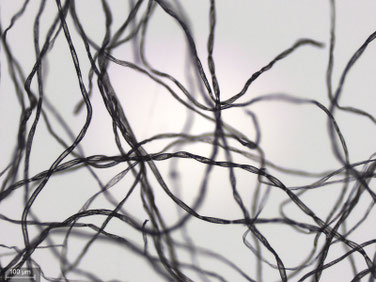 2) Fibre de coton (microcope x100)