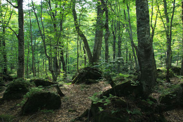 白神山地ブナ林