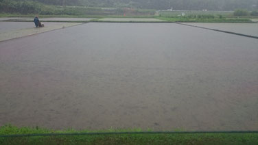 田植え前