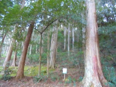 150年の山