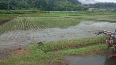 田植え後