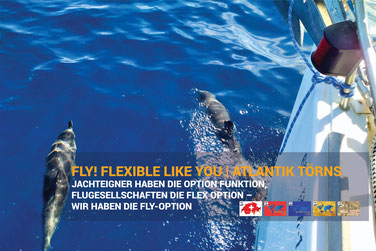 Delfine begleiten Segelyacht auf Atlantiktörn – FLY! Flexible Like You Option