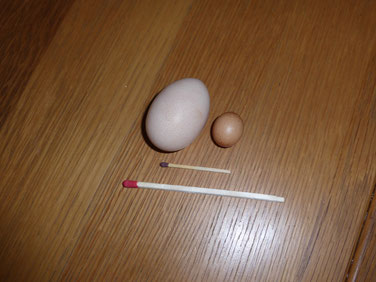 Normales Seidenhuhn-Ei, Mini-Ei, normales Streichholz, Kamin- Streichholz zur Verdeutlichung der Größe