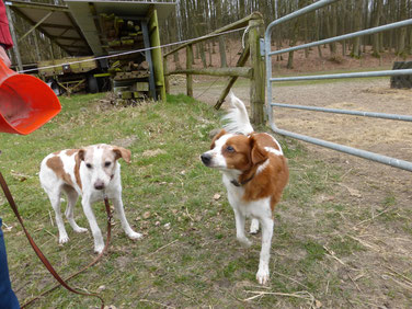 Familientreffen: Amy und Ginny vom Strithorst