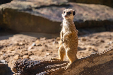 Quelle: https://pixabay.com/de/photos/erdm%C3%A4nnchen-tier-natur-s%C3%A4ugetier-7465819/