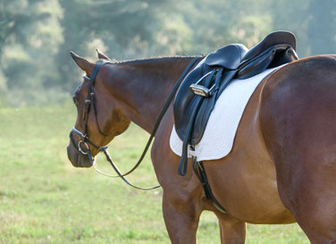 Sellefit une selle bien ajustée