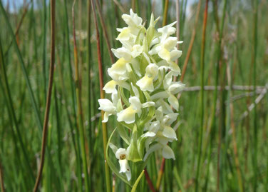 Blassgelbes Knabenkraut © G. Fuchs
