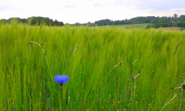 Kornblume, Blumenwiese, Transformation, Depression, Burn-out, Kettwig