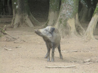 Sanglier, force et ténacité