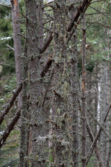 Biotope de la Mésange hupée - Quérigut (09) - 26/02/2014