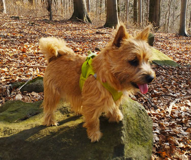 Norwich Terrier