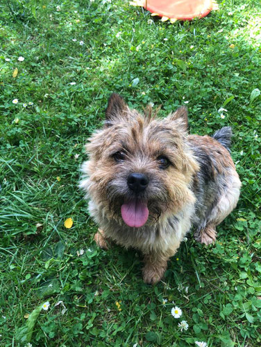 Norwich Terrier