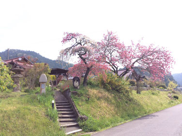 いろり庵前の桜の風景