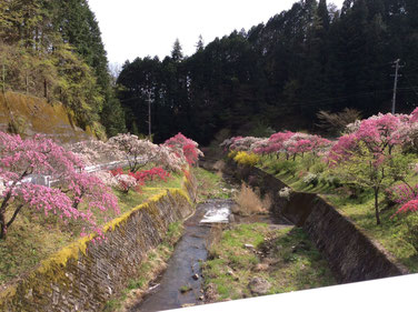 恵那市明智町の花桃