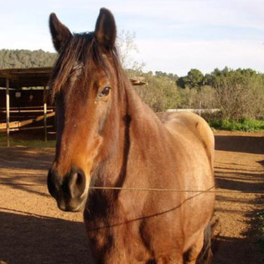 Lucero