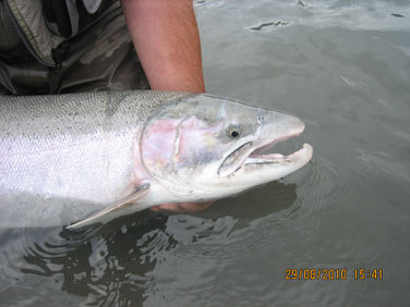 Skeena Steelhead