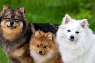 Middenslag Keeshond wit Kleine Keeshond