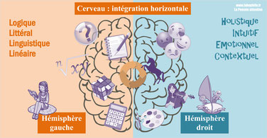 Cerveau: INTEGRATION HORIZONTALE d'après le Dr SPIEGEL