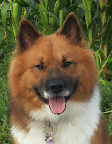 Anton-Ari