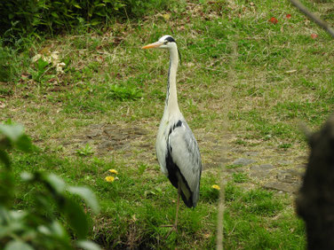 青鷺（あおさぎ）　親水公園　180412撮影　171　
