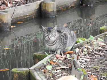 猫猫（ねこ）　三溪園　171202撮影　127