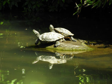 アカミミガメ　散策路親水公園池　180609撮影　191