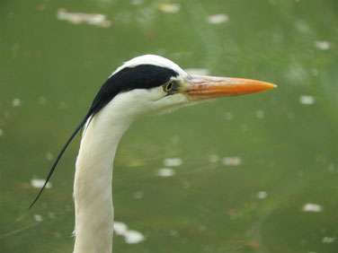 青鷺（あおさぎ）　親水公園　180412撮影　172　