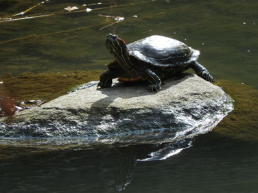 アカミミガメ　親水公園池　200311撮影　473