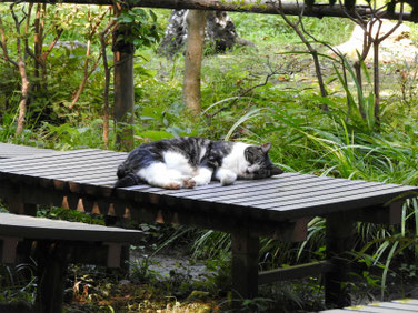 猫　円覚寺　桂昌庵　160909撮影　10